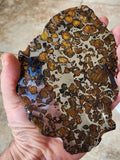 SOLD Imilac Pallasite