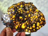 SOLD Imilac Pallasite