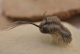 Trilobite (Walliserops)