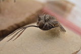 Trilobite (Walliserops)