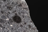 NWA 7034 "Black Beauty"