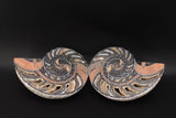 Fossilized Nautilus shell (butterflied)