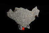NWA 859 "Taza"
