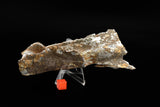 Mars Bluff shrapnel