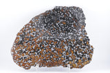 New Pallasite currently under classification