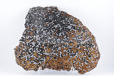 New Pallasite currently under classification