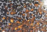 New Pallasite currently under classification