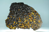 New Pallasite currently under classification