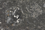 NWA 17295