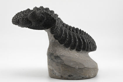 Trilobite (Phacops)