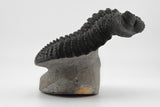 Trilobite (Phacops)
