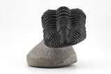 Trilobite (Phacops)