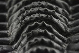Trilobite (Phacops)