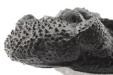 Trilobite (Phacops)