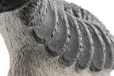Trilobite (Phacops)