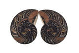 Fossilized Nautilus shell (butterflied)