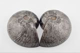 Fossilized Nautilus shell (butterflied)