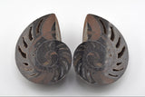 Fossilized Nautilus shell (butterflied)