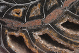 Fossilized Nautilus shell (butterflied)