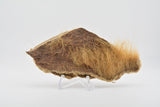 Cave Bear skin and hair
