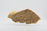 Cave Bear skin and hair