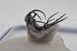 Trilobite (Ceratarges)