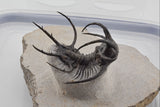 Trilobite (Ceratarges)