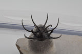 Trilobite (Ceratarges)