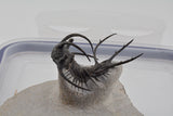 Trilobite (Ceratarges)
