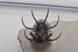 Trilobite (Ceratarges)
