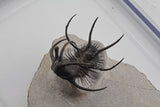 Trilobite (Ceratarges)