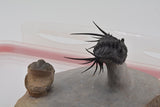 Trilobite (Kettneraspis)