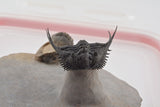 Trilobite (Kettneraspis)