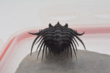 Trilobite (Kettneraspis)