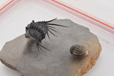 Trilobite (Kettneraspis)