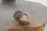 Trilobite (Kettneraspis)