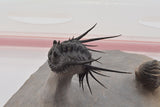 Trilobite (Kettneraspis)