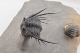 Trilobite (Kettneraspis)