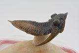 Trilobite (Hollardops)