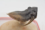 Trilobite (Hollardops)