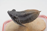 Trilobite (Hollardops)