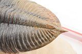 Trilobite (Hollardops)