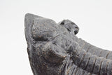 Trilobite (Hollardops)