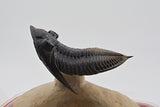 Trilobite (Hollardops)
