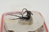 Trilobite (Ceratarges)