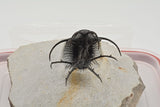 Trilobite (Ceratarges)