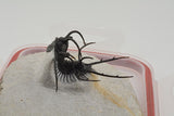 Trilobite (Ceratarges)