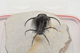 Trilobite (Ceratarges)
