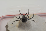 Trilobite (Ceratarges)