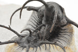 Trilobite (Ceratarges)